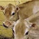 do-guernsey-or-jersey-cows-produce-the-better-milk