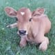 A Jersey calf