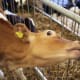 A Guernsey calf