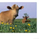 do-guernsey-or-jersey-cows-produce-the-better-milk