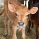 Jersey calf