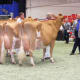 do-guernsey-or-jersey-cows-produce-the-better-milk