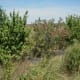 A row of wild plum trees, planted on purpose. Both people and wildlife love them.
