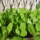 Lettuce @ My Small Garden