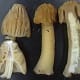 mushrooms-and-truffles-of-oregon