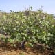 Fig Tree in Andalusia