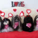 Shih Tzu Doggies and Valentines