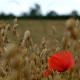 Muesli starts with the humble oat.