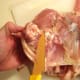 Removing connective tissue at joint.