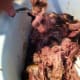 Use two forks to pull the pork