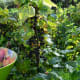 Blackcurrants on the bush, ready for picking