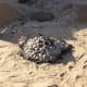 Make your charcoal pile close to your pit so it is easy to shovel the hot briquettes in a few at a time.