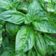 Basil plants in our backyard