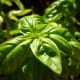Basil plants in our backyard