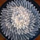 Artfully sliced and plated Fugu sashimi (blowfish).