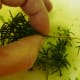 How to remove the rosemary leaves from the stem. Just use your fingers and pull up towards the tip of the branch to remove the individual leaves.