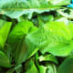 The greens fresh from my yard.