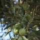 what-is-cooking-oil