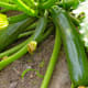 Zucchini is easy to grow!