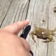 He's a teeny tiny blue crab!