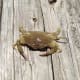How big is this blue crab?