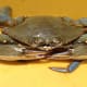 "Jimmy" is another name for a male crab