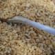 Stir in the rice crispies.
