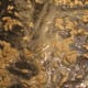 Cook sunflower seeds until slightly browned.