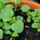 Oregano seedlings, slowly growing in my balcony garden.