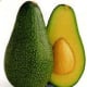 Fuerte Avocado