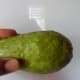 Chayote.