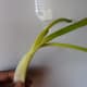 Scallion.