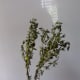 Thyme.