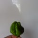 Green Scotch bonnet pepper.