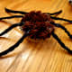 Frost with chocolate icing and add 8 legs to each cupcake.
