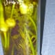 You can infuse your olive oil with any spices you like.