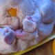 Such the chicken with orange quarters.