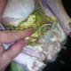Insert stuffing into the turkey