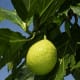 The breadfruit tree