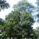 Breadfruit trees