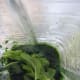 blend adding a small amount of leaves until all have been blended to a sauce.