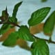 Wash fresh mint leaves well, removing any damaged or yellowed leaves.