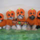 Getting 5 dogs to pose for photos like this is amazing! Thanks Judi!