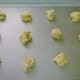 Putting the cookie dough on the cookie sheets.