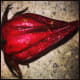 how-to-make-delicious-rosella-jam-with-only-3-ingredients