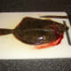 A deep cut is made along the flounder's backbone
