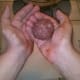 Take care to apply enough pressure that the mixture sticks to itself but not so much pressure that it oozes out of your hands. The key is to roll the meatballs evenly.
