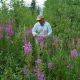 Fireweed is prolific in many states, Canada, and Eurasia. It is even the national flower of Russia. It is named for its ability to spread quickly over recently burned areas of land.