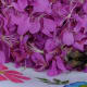 My little buddy in a fireweed pollen induced stupor!