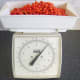 Weighing rowan berries